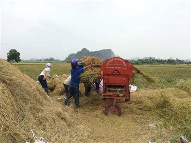 uu888 one nhanh chóng thu hoạch diện tích lúa mùa tránh bão