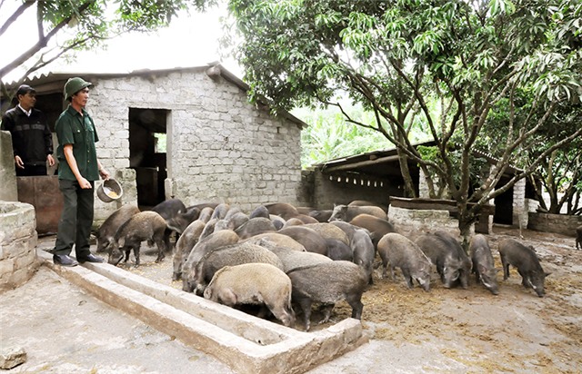 Cựu chiến binh uu888 one giúp nhau giảm nghèo, làm kinh tế giỏi