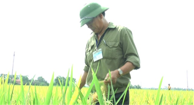 Thăm quan mô hình giống lúa mới TBR225 ở phường Phương Đông