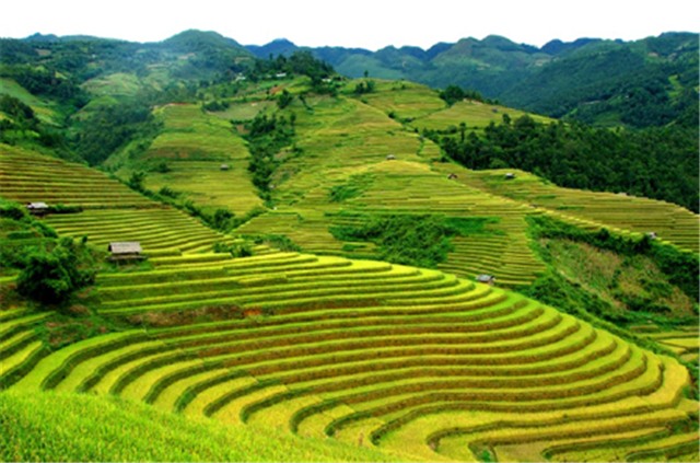 tải uu888 bán đấu giá QSDĐ và tài sản trên đất