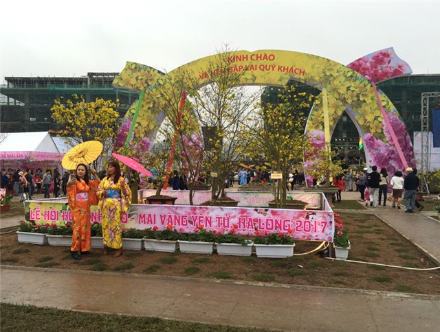 Thành phố uu888 one mang đến 74 cây mai vàng tham gia Lễ hội Hoa anh đào - Mai vàng Yên Tử 2017