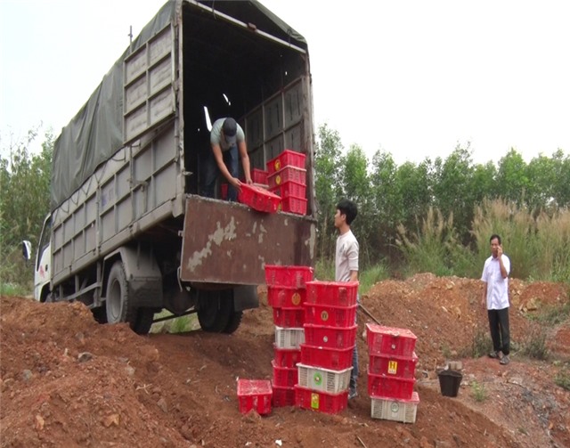 Công an uu888 one tiêu hủy gia cầm nhập lậu