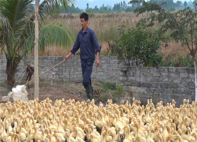 uu888 one chủ động ứng phó với các chủng virut cúm gia cầm có thể lây sang người