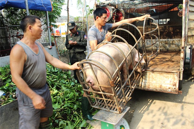 Thành phố uu888 one triển khai các giải pháp hỗ trợ các hộ chăn nuôi lợn