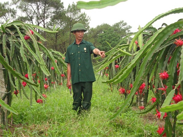 Tấm gương tiêu biểu trong phong trào "CCB giúp nhau giảm nghèo, làm kinh tế giỏi"