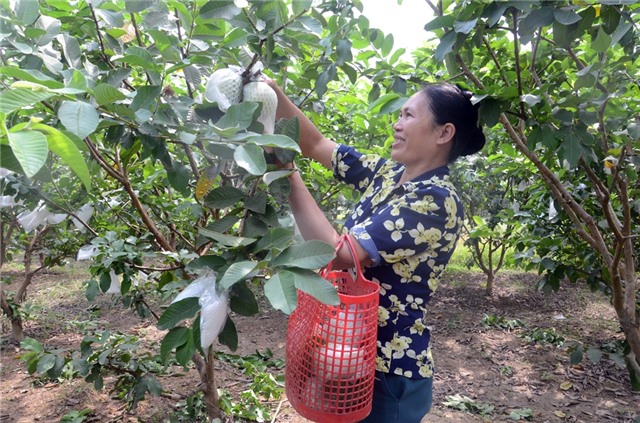Nâng tầm giá trị nông sản u8888