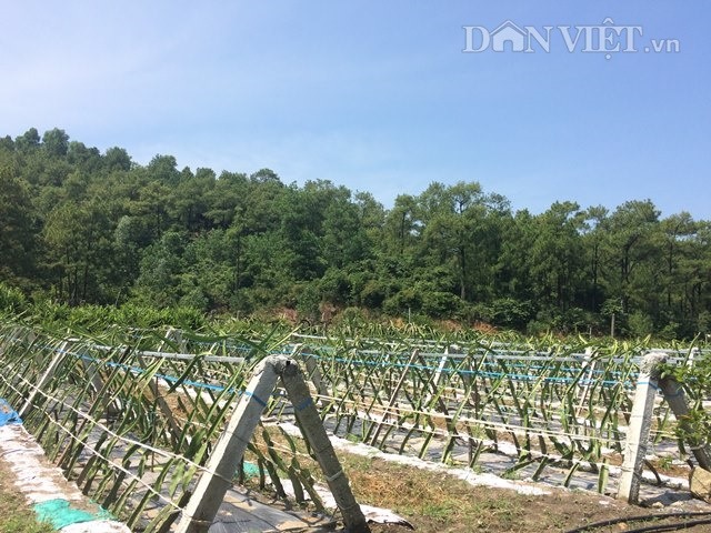 Bỏ trụ, cho leo giàn, phương pháp trồng thanh long ruột đỏ mới cho uu888 cao