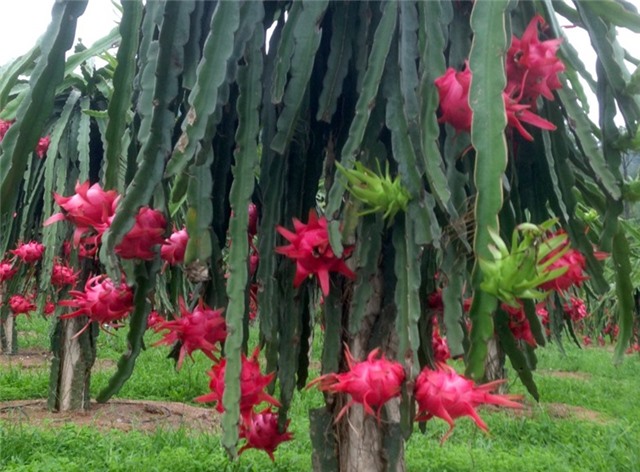 Xây dựng thương hiệu thanh long ruột đỏ uu888 one