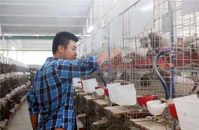 Gác tấm bằng u888vip1 Úc để làm ông chủ trang trại