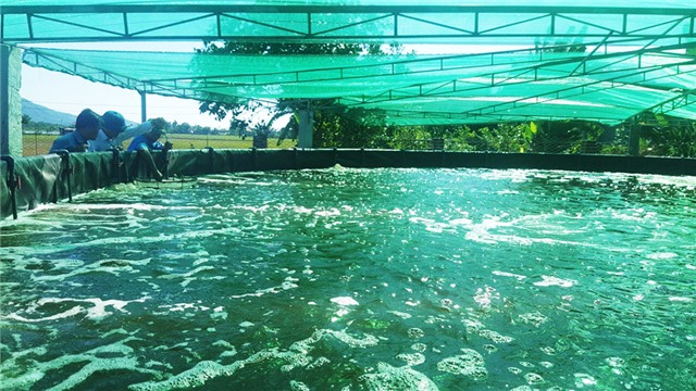 TP uu888 one: Nông dân thi đua sản xuất kinh doanh giỏi