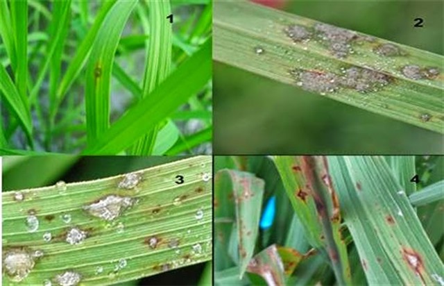 Hướng dẫn phòng trừ bệnh đạo ôn lá trên lúa vụ xuân