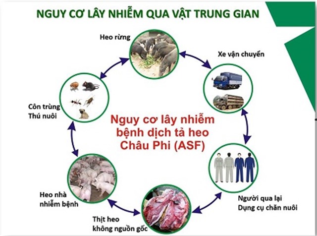 tải uu888 đường dây nóng xử lý các thông tin về dịch tả lợn châu Phi