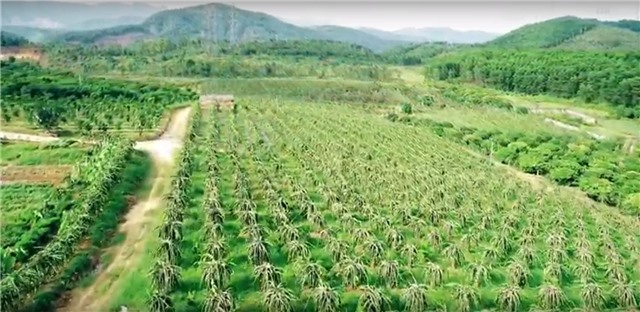 Video clip: Ngắm vườn thanh long ruột đỏ trĩu quả ở TP uu888 one