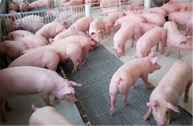 Công văn V/v tăng cường các biện pháp phòng chống bệnh Lở mồm long móng gia súc trên địa bàn thành phố