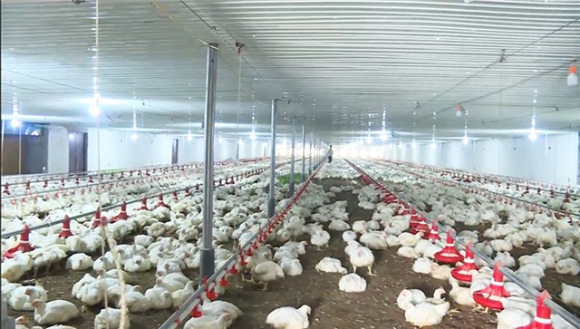 Xuất hiện nhiều mô hình nông nghiệp công nghệ cao