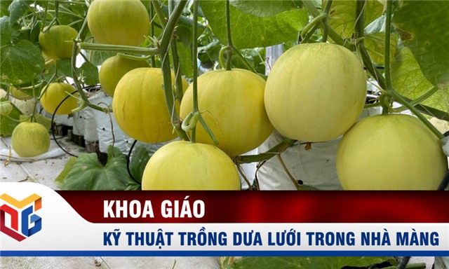 Kỹ thuật trồng dưa lưới trong nhà màng