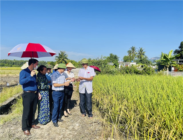 Tổng kết mô hình gieo cấy thử nghiệm giống lúa ST25 vụ mùa năm 2022