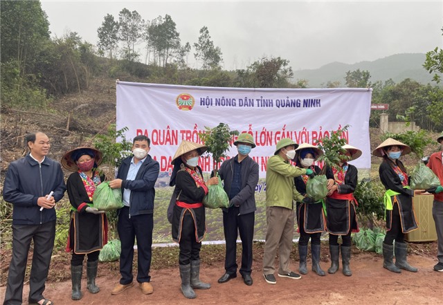Hoàn thành trồng rừng gỗ lớn