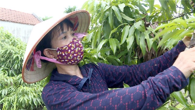 Làm giàu từ cây vải sạch