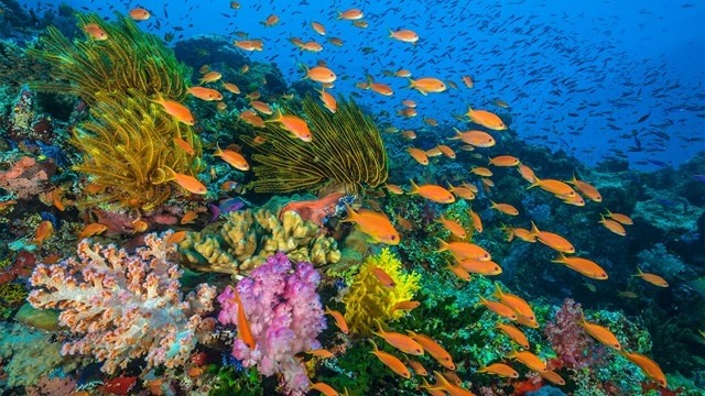 Phê duyệt Đề án bảo vệ môi trường trong hoạt động thủy sản