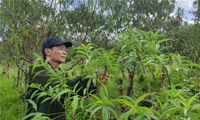 Người nông dân giỏi ở chân núi Yên Tử