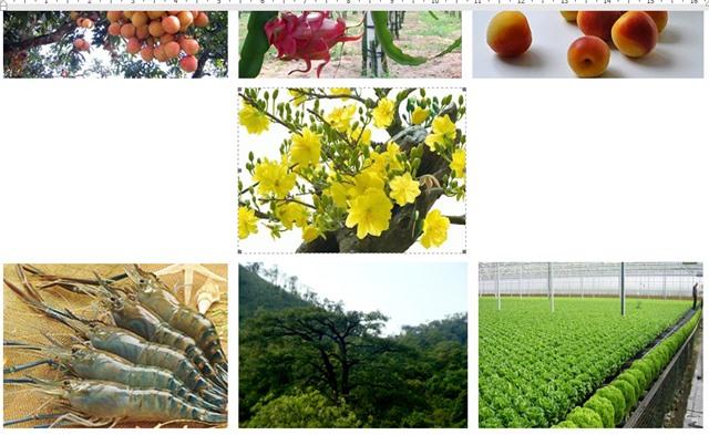 Phê duyệt báo cáo quy hoạch vùng sản xuất hàng hóa nông nghiệp tập trung TP uu888 one, tỉnh uu888 one đến năm 2015 