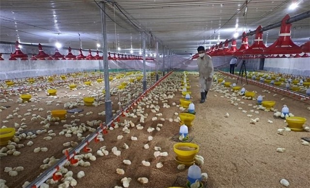 Nuôi gà công nghệ cao ở Thượng Yên Công