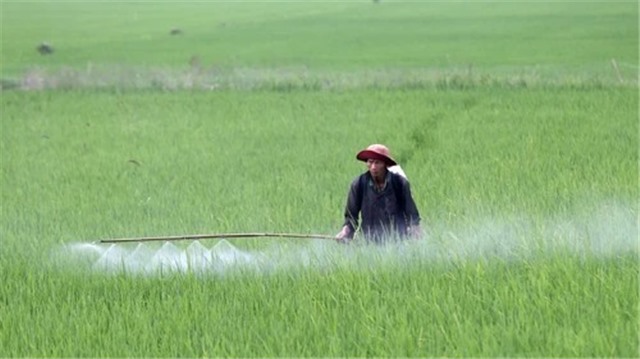 Chủ động bảo vệ cây trồng trước sinh vật gây hại