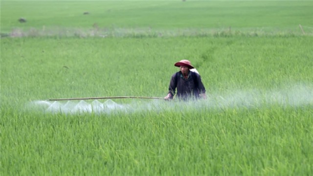 Tăng cường các biện pháp bảo vệ lúa vụ đông xuân