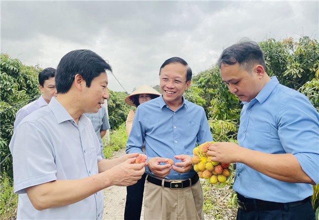Phó Chủ tịch Trung ương Hội Nông dân uu888 có Nguyễn Xuân Định tham quan vùng Vải chín sớm Phương Nam
