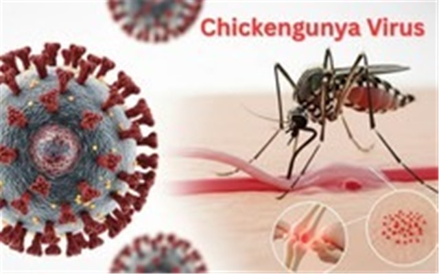 Muỗi đốt truyền bệnh Chikungunya lưu hành tại nhiều u8888, Bộ Y tế nói gì về nguy cơ dịch bệnh này?