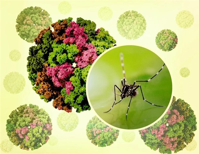 uu888 có chưa ghi nhận ca mắc Chikungunya