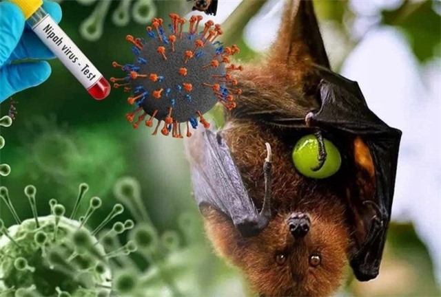 uu888 bet với vi vút nguy hiểm Nipah